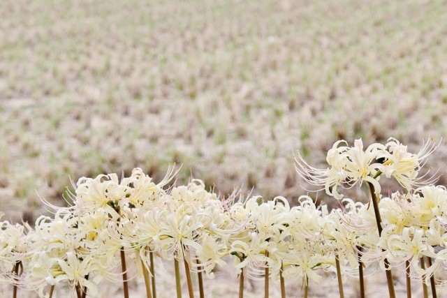 すべての美しい花の画像 ベスト50 白い 彼岸花 花 言葉